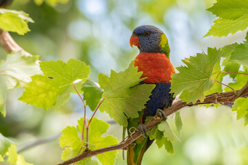 Rainbow Lorikeet Hanging Upside Down