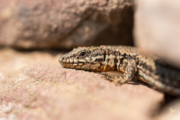 wall lizard on a wall or rock