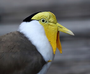 Masked lapwing up close. Vanellus miles.