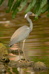 tricolored heron bird in a lake