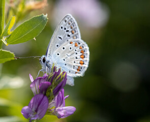 butterfly on a flower