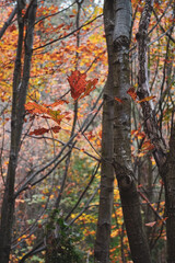 trees with brown and red leaves in autumn season, autumn colors