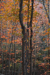 trees with brown and red leaves in autumn season, autumn colors