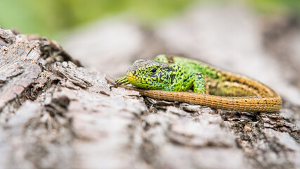 male sand lizard on a deadwood