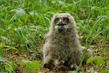 Eurasian Eagle owl (Bubo bubo), young bird sitting on forest floor, Brandenburg, Germany