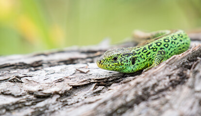 male sand lizard on a deadwood