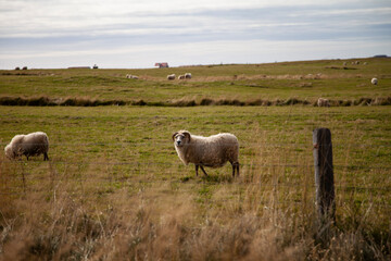 Fototapeta premium sheep in the field