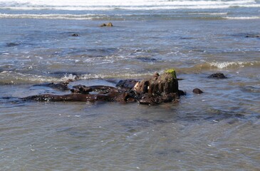 Petrified ancient tree stumps that are part of an old submerged forest,  on the shoreline at Borth, Ceredigion, Wales, UK.