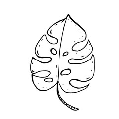 Monstera leaves, tropical plant. Hand drawing doodle on a white background. Monstera Deliciosa. Vector illustration.
