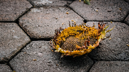 dried sunflowers lay on the floor