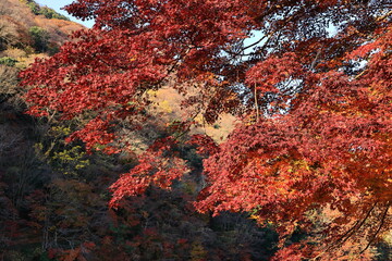 Fototapeta na wymiar 嵐山公園　京都　日本