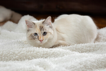 fluffy cat plays. Bicolor Rag Doll at home