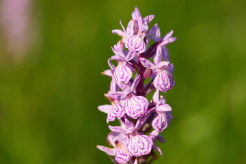 Geflecktes Knabenkraut (Dactylorhiza maculata) in der Oberlausitz	