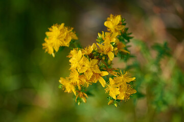 Echtes Johanniskraut (Hypericum perforatum)	