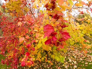 Red viburnum bush in autumn