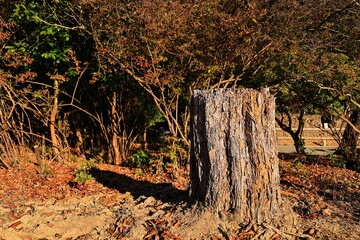 嵐山公園　京都　日本