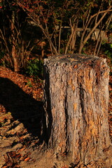 嵐山公園　京都　日本