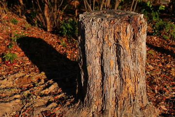 嵐山公園　京都　日本