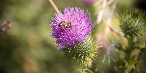 Thistle and bee