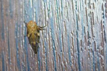 Alpenschaumzikade  (Aphrophora major)