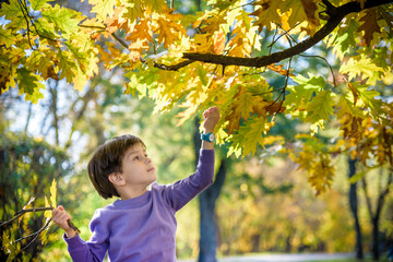 A small boy reaches for falling leaves in autumn. five year old toddler playing outside