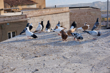 Fototapeta premium Pigeons in the town of Uchisar, Cappadocia