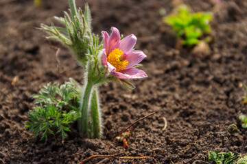 Eastern pasqueflower (Pulsatilla patens), also known as prairie crocus, cutleaf anemone, rock lily