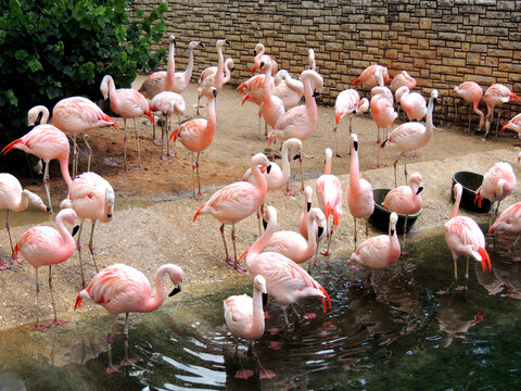 Group of pink flamingos