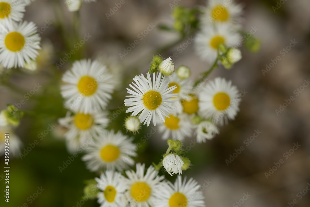 Wall mural daisies in a field