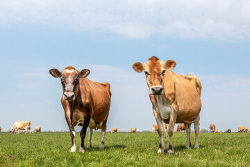 Naklejka na ściany i meble Two jersey cows, the herd in the background, standing in a pasture under a pale blue sky and a straight horizon.