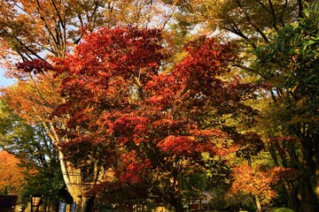 岐阜公園の紅葉　岐阜県 岐阜市 日本 - Gifu Park with colorful red autumn foliage in Japan