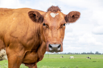Obraz premium Cow head red with black nose and calm friendly expression and pale blue background.