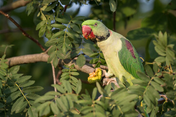 Alexandrine parakeet feeding in a tree