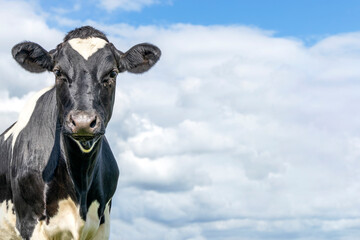 Head of a cow, looking friendly, black and white, and blue background with copy space