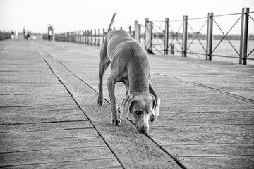 Ocala Weimaraner