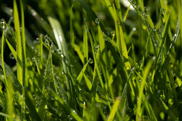 dew on grass