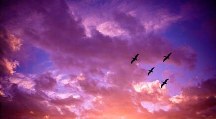 Pelicans sunset sk