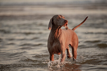 Ocala Weimaraner