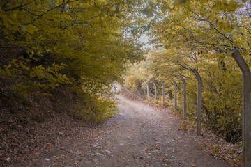 Obraz premium Dirty road during fall with downed leaves. Forest road in the autumn forest. Fallen leaves block the road. Autumn landscape. Path Passby Between Forest Around The Green Trees