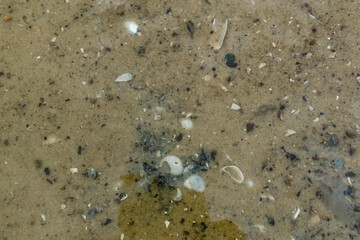 Small river shells in the sand at the bottom of the river, near the shore. A scattering of chips and parts of shells under water. Light glare on the surface and shallow distance