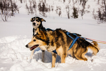 Dog sledding in Lofoten Islands, Northern Norway.