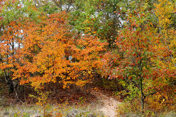 Small oak trees in autumn colors