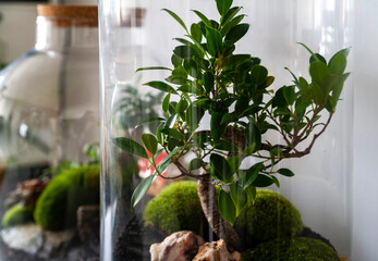 Small decoration plants in a glass bottle, garden terrarium bottle,  forest in a jar. Terrarium jar with piece of forest with self ecosystem. Save the earth concept. Bonsai, set of terrariums, jars