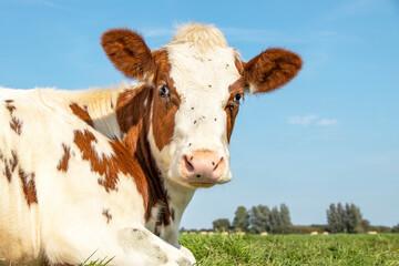 Cow with flies, portrait of a cute and calm red bovine, with white blaze, pink nose and friendly and calm expression, lying down in the field, adorable furry