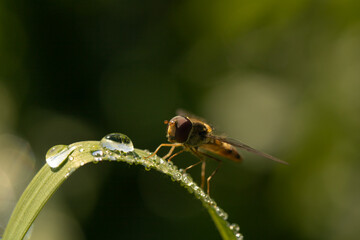 bee on a flower