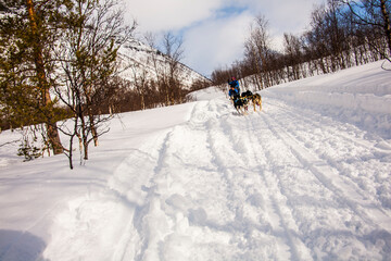 Dog sledding in Lofoten Islands, Northern Norway.