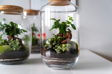Small decoration plants in a glass bottle, garden terrarium bottle,  forest in a jar. Terrarium jar with piece of forest with self ecosystem. Save the earth concept. Bonsai, set of terrariums, jars