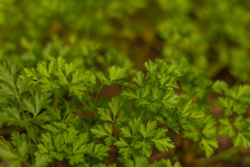 Close-up of green Parsley leaves, rich in vitamins, selective focus