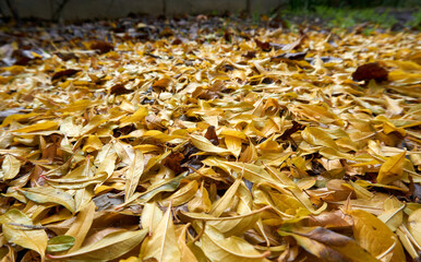 Beautiful and colorful background from autumn leaves