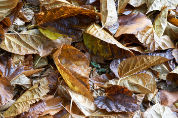 Beautiful and colorful background from autumn leaves